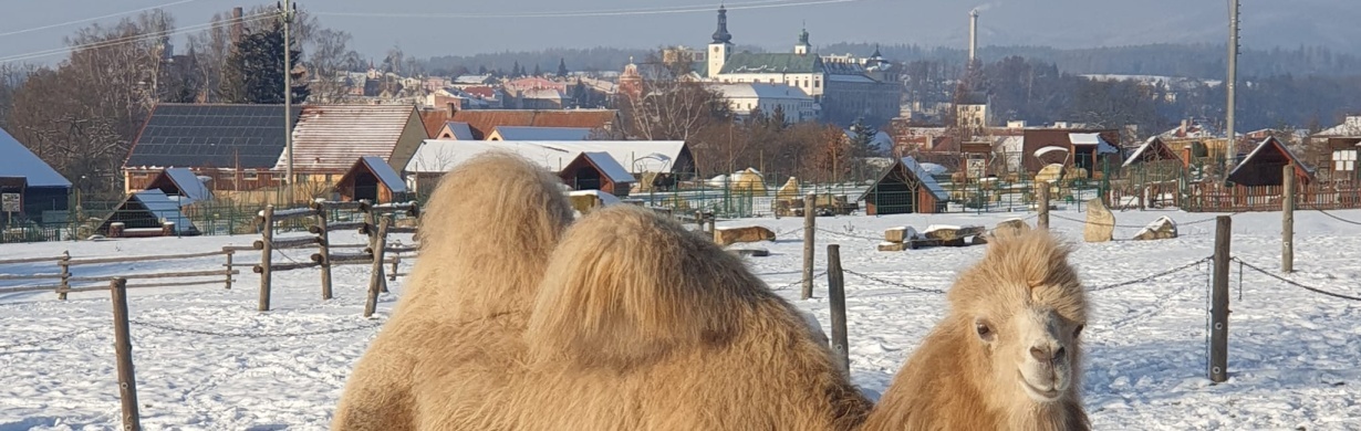 ADVENT SE ZVÍŘÁTKY na farmě Wenet