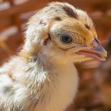 Vítání jara na Farmě Wenet