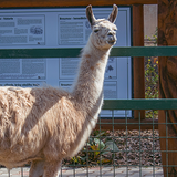 Den dětí na Farmě Wenet