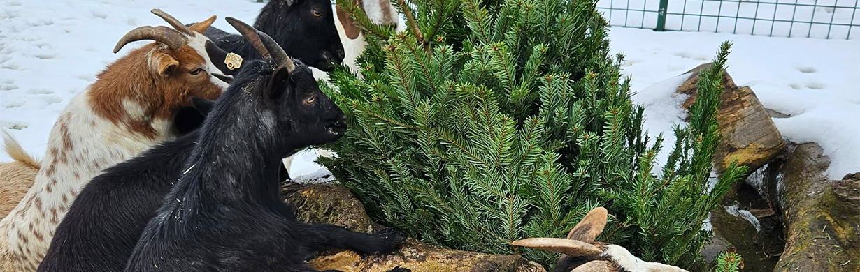 Adventní den na Farmě Wenet