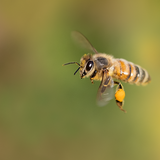 Tajemství účinků pylu