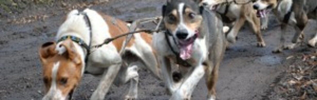 Jarní jízda Mushers klubu Metuje Červený Kostelec Jarní jízda Mushers klubu Metuje Červený Kostelec