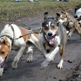 Jarní jízda Mushers klubu Metuje Červený Kostelec