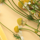 Andrea Beranová: Esenciální oleje