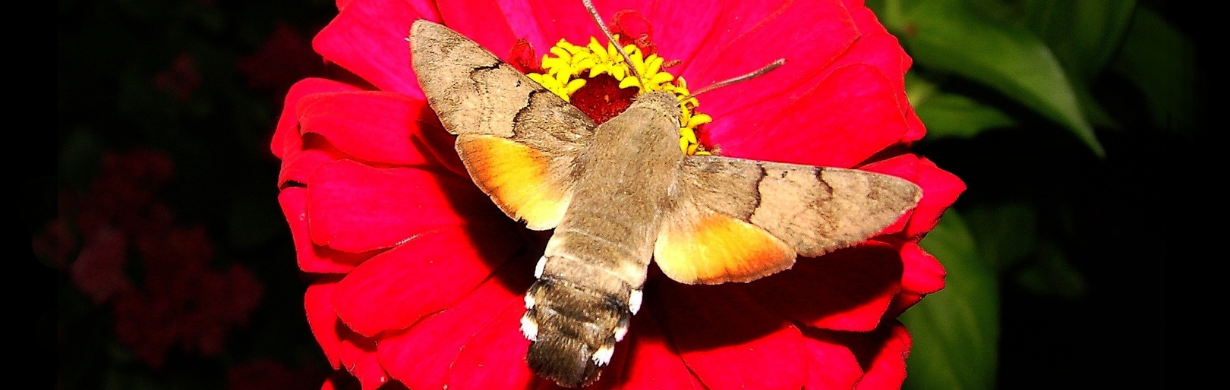 Zdeněk Odl: MACROGLOSSUM