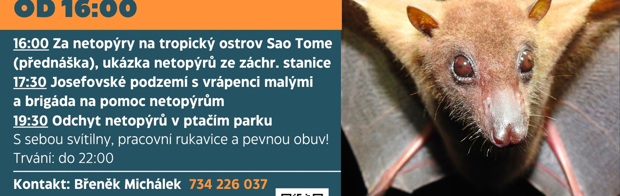 Noc netopýrů v Josefově a na Josefovských loukách XI