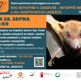 Noc netopýrů v Josefově a na Josefovských loukách XI