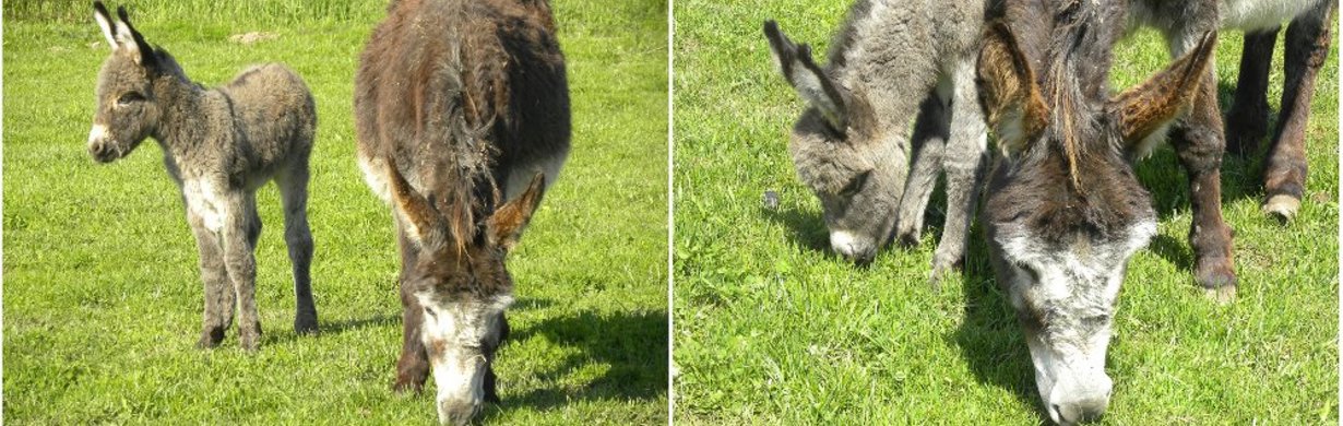 Na broumovské farmě Wenet vás přivítá malý oslík