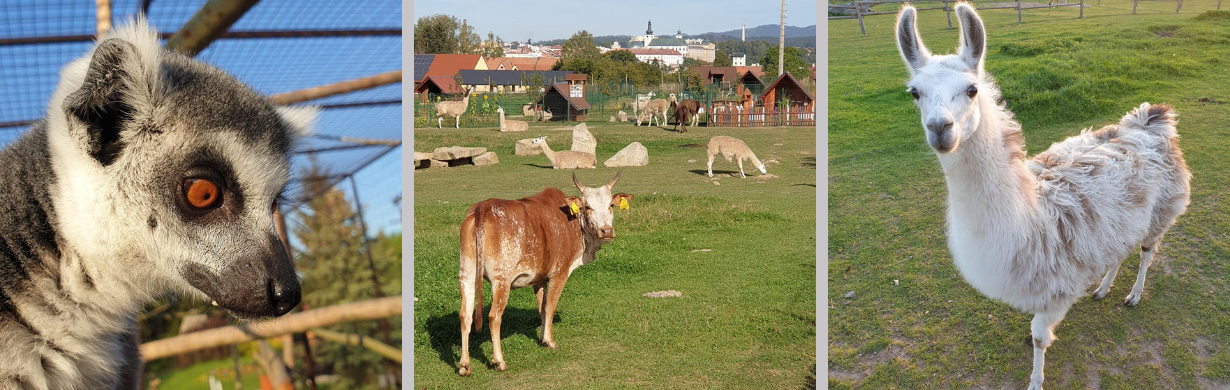 POMOZTE PODPOŘIT ZVÍŘÁTKA V BROUMOVĚ