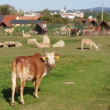 POMOZTE PODPOŘIT ZVÍŘÁTKA V BROUMOVĚ