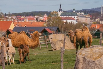 FARMA WENET - rodinná minizoo s panoramatickým výhledem