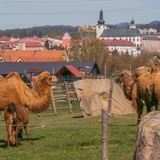 FARMA WENET - rodinná minizoo s panoramatickým výhledem