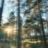 Jednostopá cyklostezka „Pętla Jagodna“ otevřená pro provoz v lesní oblasti Spalona Góra