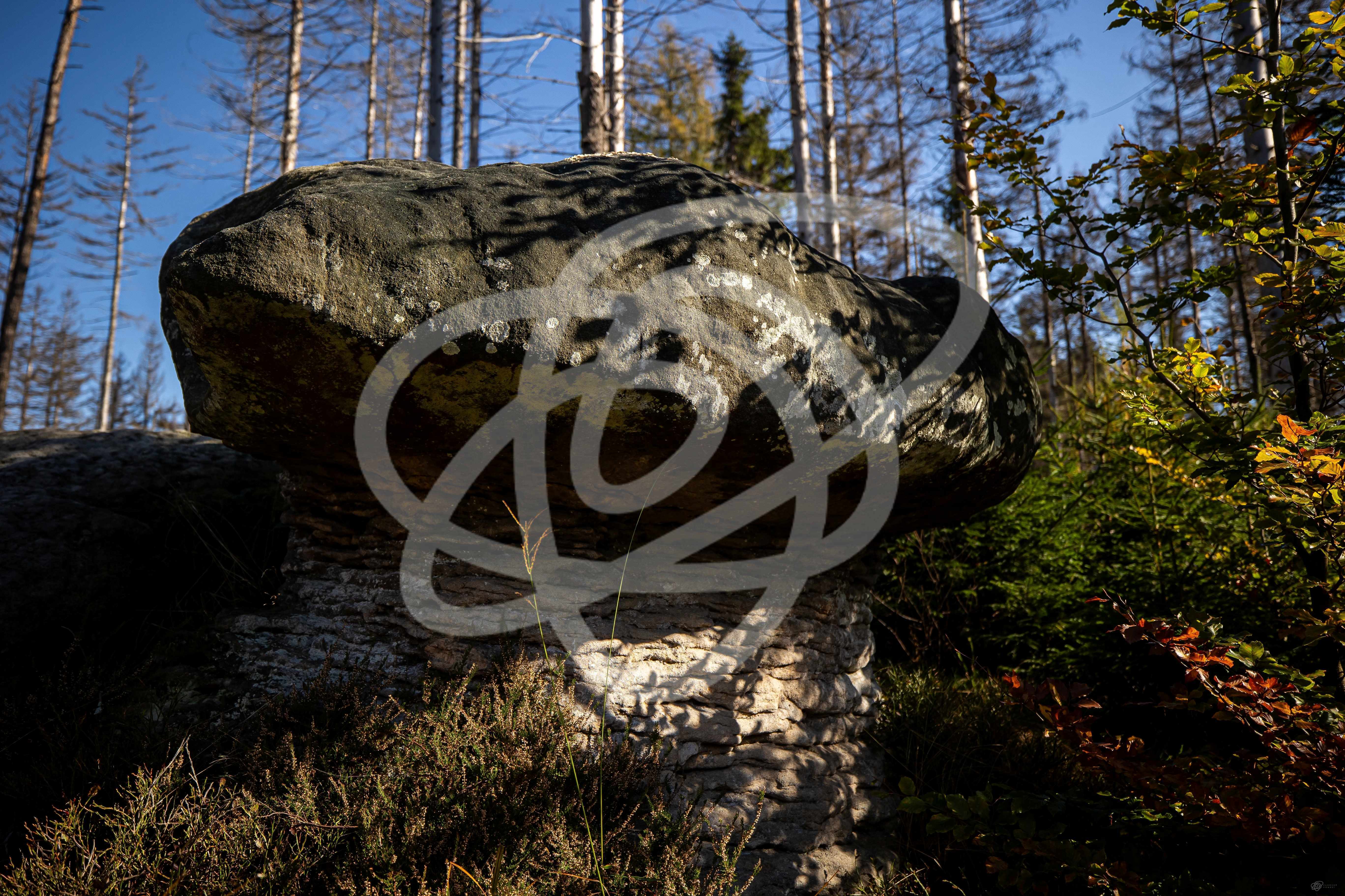 Stolové hory – Skalní hřiby