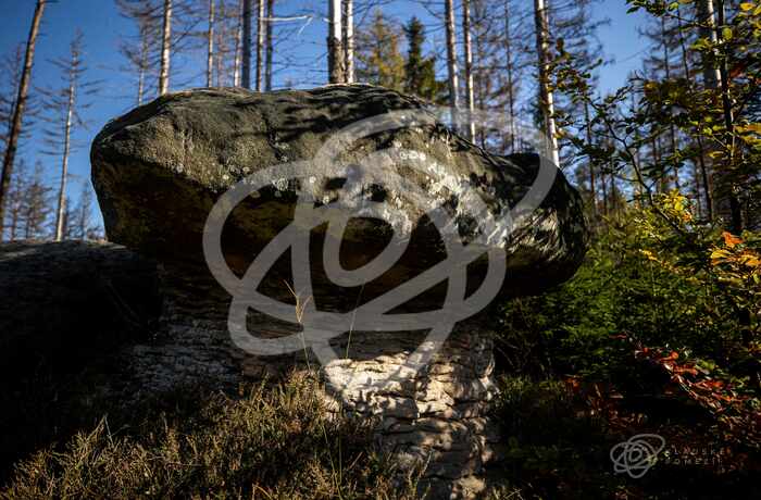 Stolové hory – Skalní hřiby
