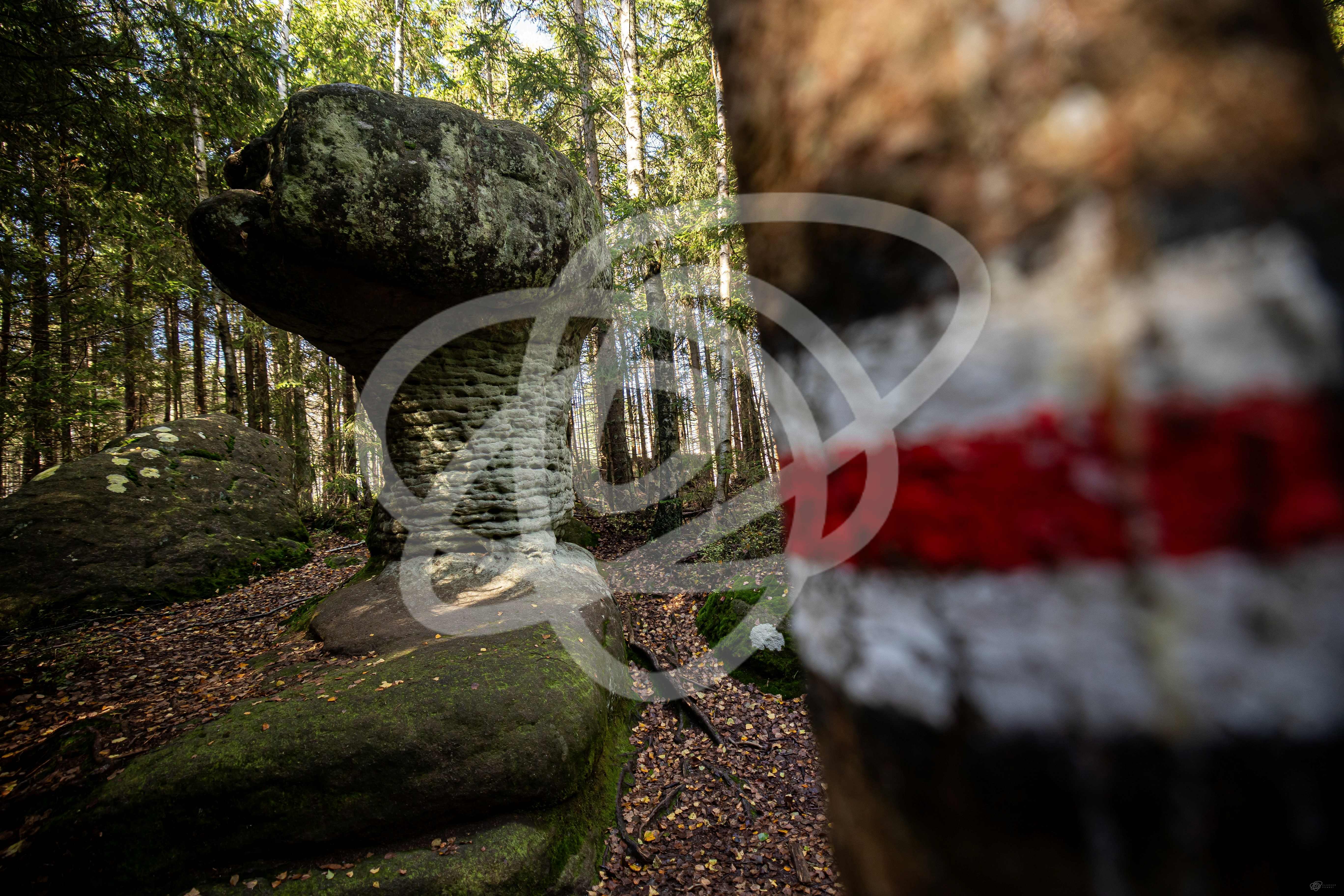 Stolové hory – Skalní hřiby