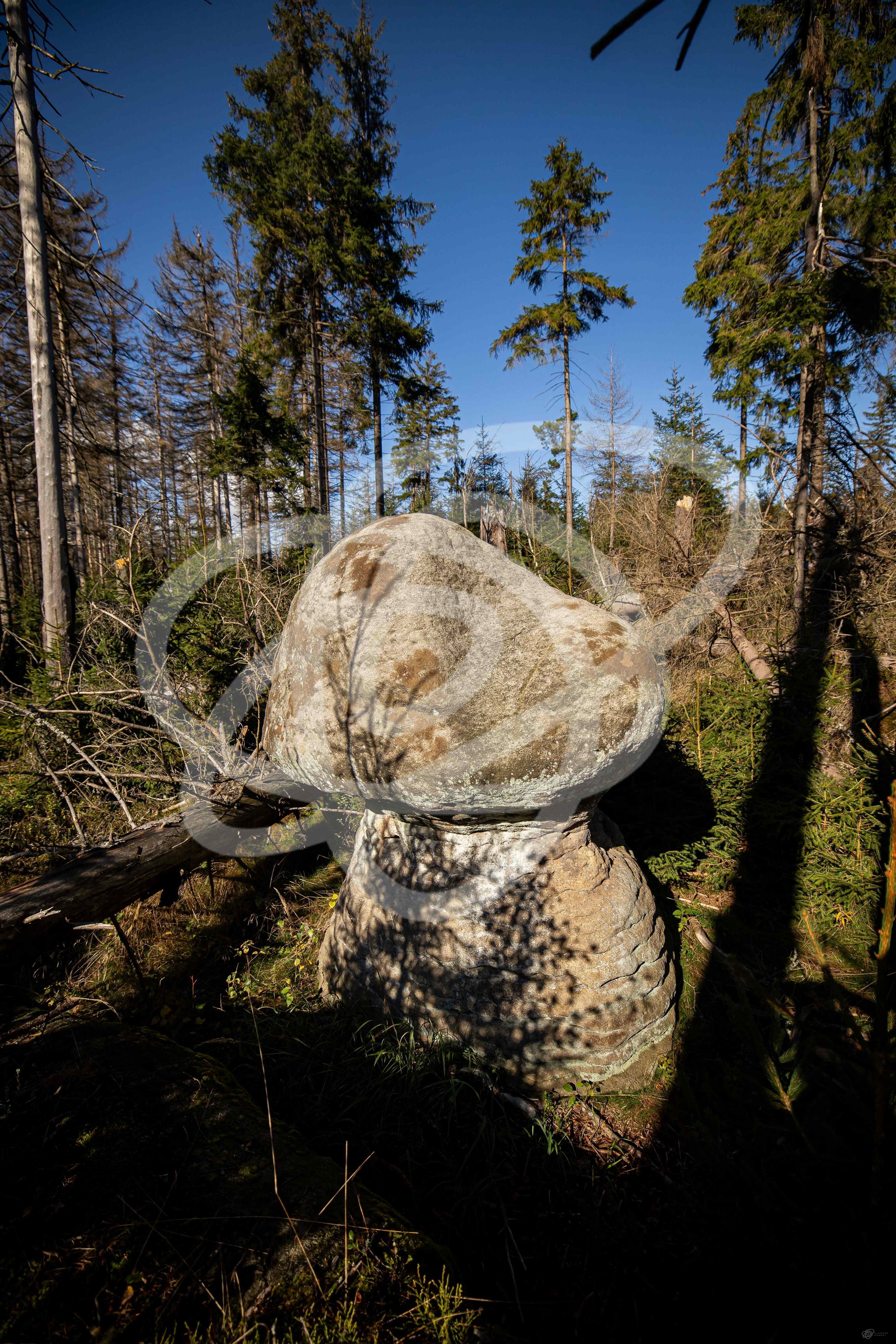 Stolové hory – Skalní hřiby