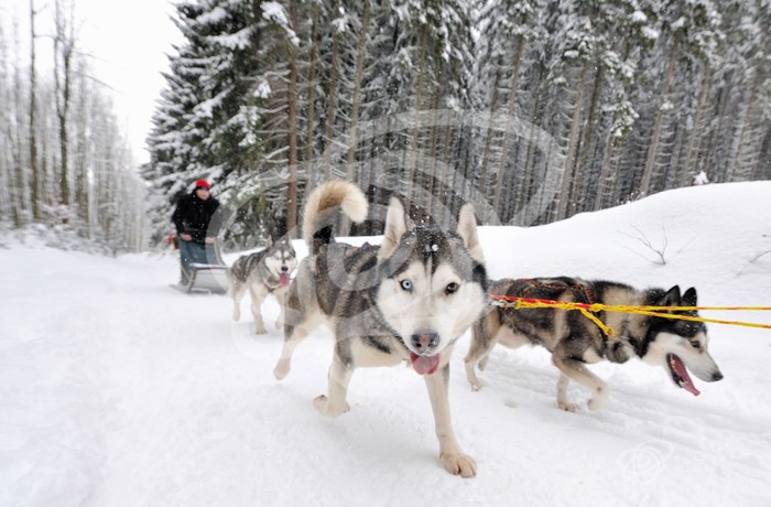 Mushing