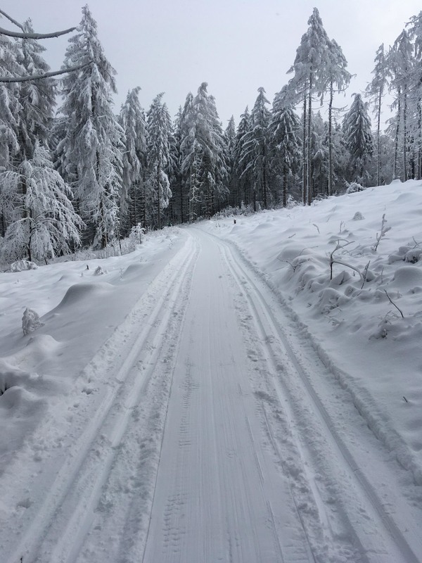 Jestřebky